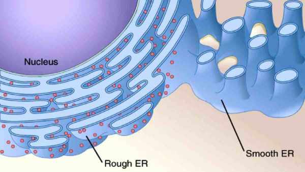 Pengertian Retikulum Endoplasma